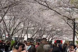 沪媒：上海虹口足球场，全是拍樱花的人